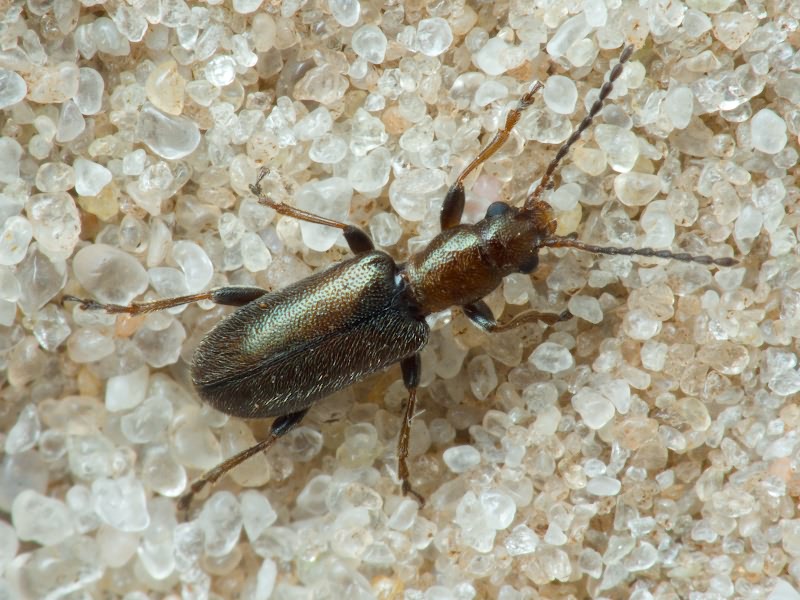 Orsodacne humeralis Latreille, 1804